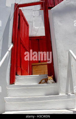 Il gatto rosso con porta Foto Stock