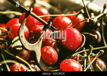 Grande togliere i semi dal ripe ciliege rosse Foto Stock