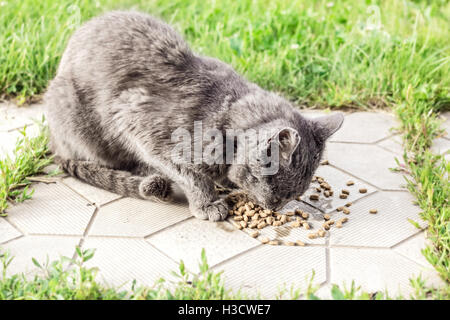 Senzatetto gatto grigio secco mangia il cibo al giorno di estate Foto Stock