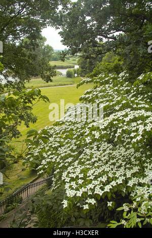 Fiori bianchi di dogwood, legno di cane, Blumenhartriegel, Blütenhartriegel (Cornus cousa). Utilizzabile per sfondi, sfondi, carte da sposa Foto Stock