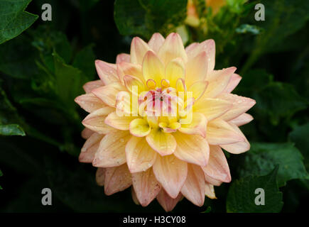 Un grande fiore dalla famiglia dahlia il nome è Melody Dora Foto Stock