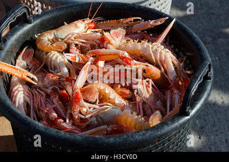 Un cesto pieno di scampo pronto a mangiare Foto Stock