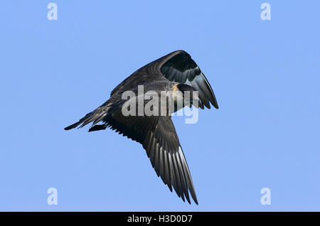 Pomarine Jaeger (Stercorarius pomarinus) battenti vicino a Viareggio, Italia Foto Stock