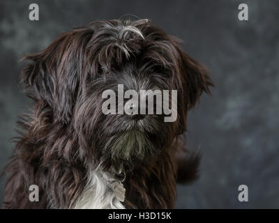 Tibetan Terrier Foto contro uno sfondo grigio Foto Stock
