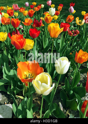 Tulipani Foto Stock