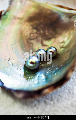 Close-up di perle in wet oyster Foto Stock