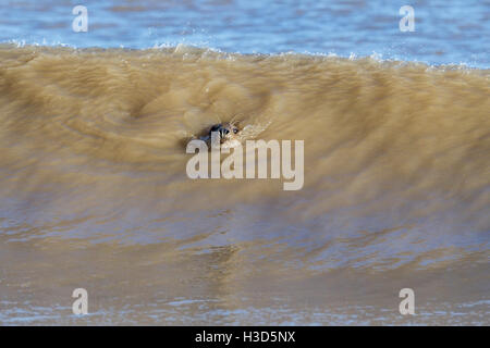 Una femmina adulta guarnizione grigia nuota tra il surf e la costa del Mare del Nord, Norfolk, Inghilterra Foto Stock