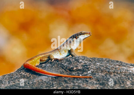 Un arancione-tailed skink su una roccia con uno sfondo di foglie d'arancio, il lago Kariba, Zambia Foto Stock