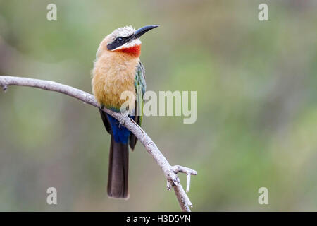 Bianco-fronteggiata Gruccione (Merops bullockoides), appollaiate su una boccola sulla banca del fiume Zambesi, Zambia Foto Stock