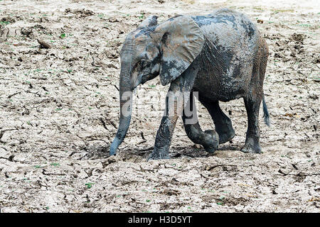 Un elefante africano calf passeggiate attraverso colpite dalla siccità terra, Parco Nazionale di Hwange, Zimbabwe Foto Stock