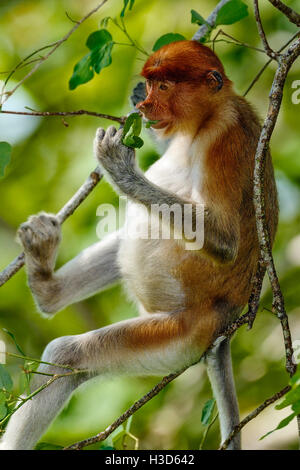 Un corso di laurea proboscide di scimmia (endemica di Borneo) alimentazione su foglie in un albero, Bako National Park, Stati di Sarawak, nel Borneo, Malaysia Foto Stock