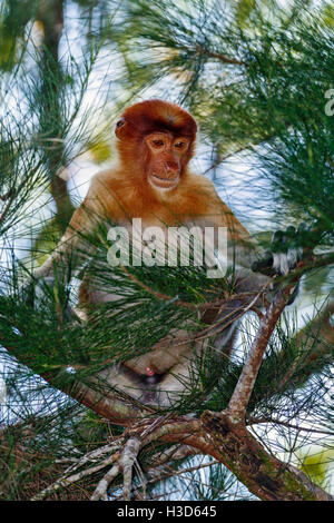 Un maschio di proboscide monkey si siede e scansioni da un punto di vista vantaggioso in alto in un albero, Bako National Park, Stati di Sarawak, nel Borneo, Malaysia Foto Stock