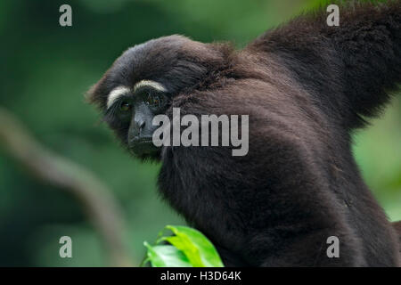 Un solitario gibbone Agile in cattività guarda mournfully, Singapore Zoo Foto Stock