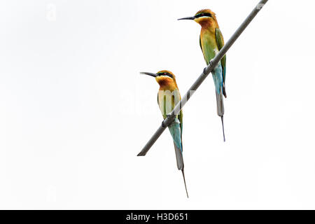 Una coppia di Blue-tailed i gruccioni si impegnano in comportamenti di corteggiamento su una antenna sul tetto in Singapore urbana Foto Stock