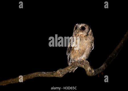 Acciuffato Assiolo (Otus lettia) appollaiato su un ramo nella foresta pluviale tropicale della Malesia. Foto Stock