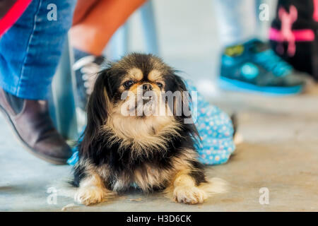 Pekingese Dog ritratto riposo dopo un cane la concorrenza Foto Stock