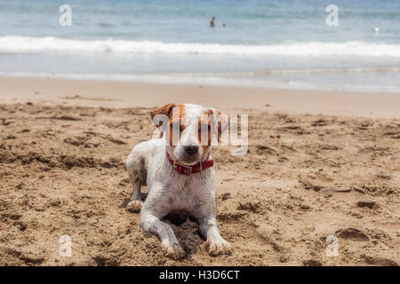 Jack Russell Terrier un cane femmina in appoggio sulla spiaggia di Isola delle Galapagos, Ecuador, Sud America Foto Stock