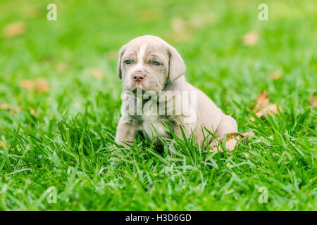 Ritratto di Mastino Napoletano cucciolo femmina seduto sull'erba Foto Stock