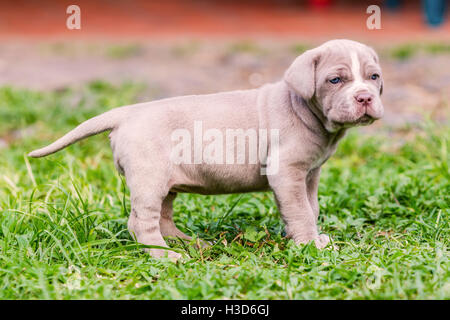 Ritratto di Mastino Napoletano cane con potenti occhi blu Foto Stock