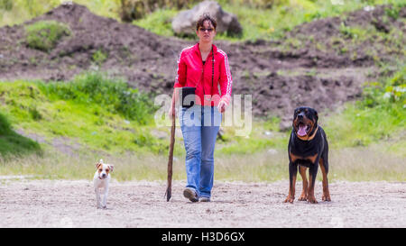 Ritratto di una giovane donna che cammina con i suoi due cani un maschio di cane Rottweiler e un Jack Russell Terrier un cane femmina Foto Stock