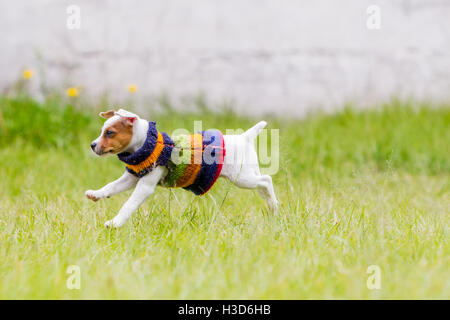 Due mesi Jack Russell Terrier cucciolo femmina Jumping felicemente in Prato Foto Stock