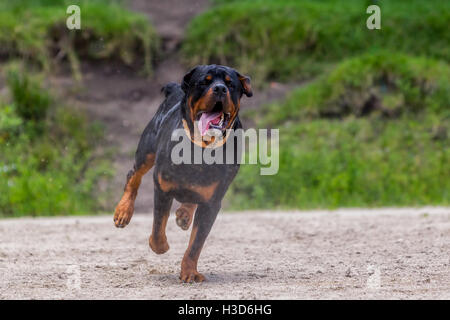 Funny giovane Rottweiler cane che corre sotto la pioggia Foto Stock