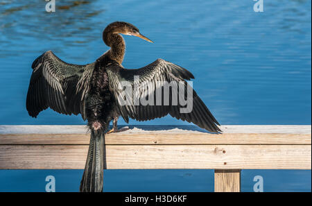 Anhinga asciugando le sue ali su un dock in Florida. Foto Stock