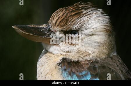 Australasian Blue Winged kookaburra Kingfisher (Dacelo leachii) in close-up Foto Stock