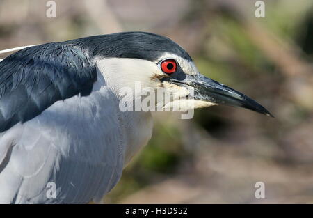 Coppia nitticora (Nycticorax nycticorax) visto di profilo. Foto Stock