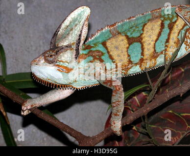Yemen velata chameleon (Chamaeleo calyptratus), anche Cone Head Chameleon Foto Stock