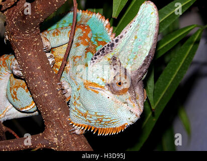 Yemen velata chameleon (Chamaeleo calyptratus), anche Cone Head Chameleon Foto Stock
