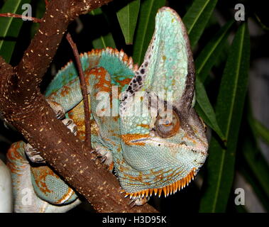 Yemen velata chameleon (Chamaeleo calyptratus), anche Cone Head Chameleon Foto Stock