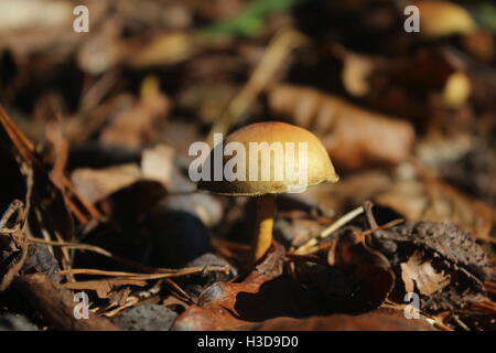 Fungo autunnale nascosto nei boschi Foto Stock