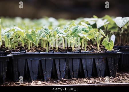 Una fila di piantine, runner bean di piante in vaso in un organico di vivaio. Foto Stock