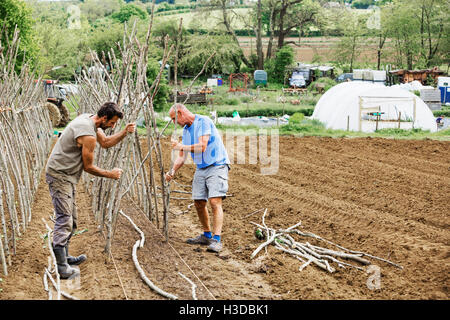 Due uomini in un orto di smistamento e la legatura in bastoncini di pisello come pianta supporta. Foto Stock