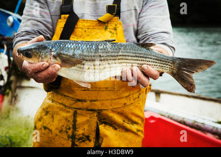 Un pescatore in waders tenendo fuori un fresco pescato. Foto Stock