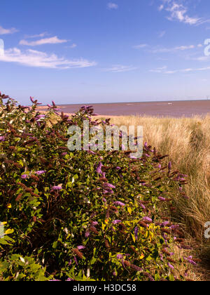 Buddleia crescente sulla spiaggia Lincolnshire Foto Stock