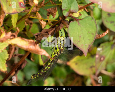 Hawker comune femmina a forma di libellula Foto Stock