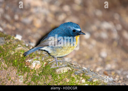 Hill Flycatcher blu in Doi Inthnon Parco Nazionale Foto Stock