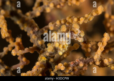 Foto subacquee di cavalluccio marino pigmeo in Seafans coral Foto Stock