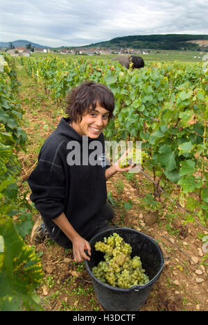 MONTRACHET Grand Cru raccoglitrice di uva lavorando nel Domaine Leflaive pacco di Le Montrachet vigna Puligny-Montrachet, Cote d'Or, Borgogna, Francia. Foto Stock