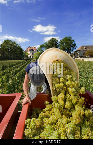 Vino lavoratore versando le uve Chardonnay nel rimorchio a Clos de la Barre vigna del Domaine des Comtes Lafon, Meursault Francia Foto Stock