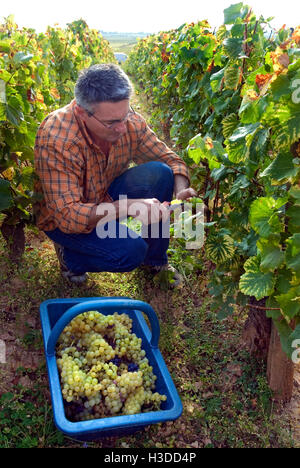 MONTRACHET DRC raccoglitrice di uva lavorando nel Domaine de la Romanee-Conti pacco di Le Montrachet vigneto, Chassagne-Montrachet, Cote d'Or, Francia Foto Stock