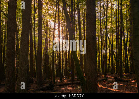 Pezzata autunnale di luce del sole attraverso gli alberi in Gisburn Forest, Lancashire, Inghilterra. Foto Stock