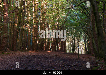 Pezzata autunnale di luce del sole attraverso gli alberi in Gisburn Forest, Lancashire, Inghilterra. Foto Stock