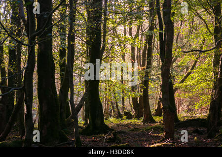 Pezzata autunnale di luce del sole attraverso gli alberi in Gisburn Forest, Lancashire, Inghilterra. Foto Stock