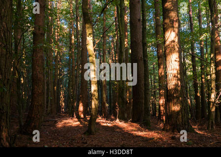 Pezzata autunnale di luce del sole attraverso gli alberi in Gisburn Forest, Lancashire, Inghilterra. Foto Stock