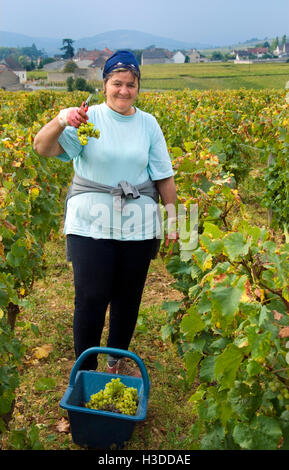 MONTRACHET raccoglitrice di uva holding grand cru grappolo di uva in Domaine de la Romanee-Conti Le Montrachet vigneto, Chassagne-Montrachet, Francia Foto Stock