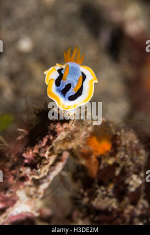 Foto subacquee di Chromodoris annae Nudibranch Sea Slug Foto Stock