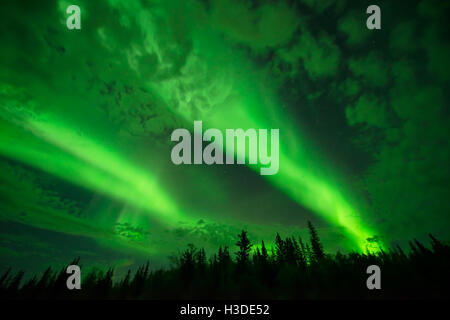 Al di sopra del cloud - luminoso travi aurora ha illuminato la notte nuvoloso cielo sopra una foresta boreale. Foto Stock